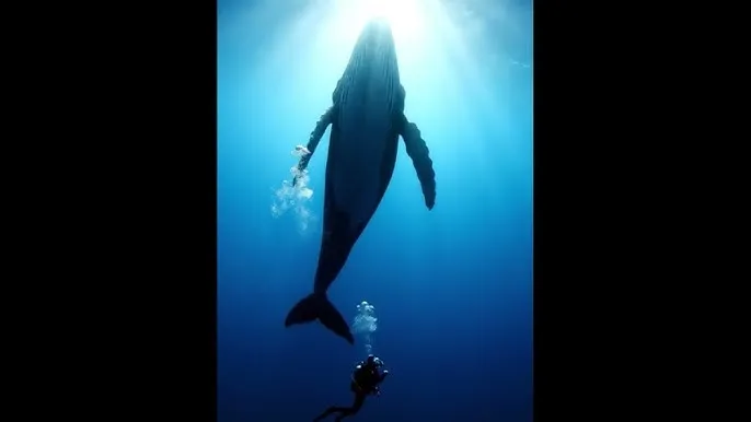 恋夜秀免费视频全部列表安桌 - 深蓝星球：探索海洋深处的未知世界